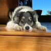 helenhasdogs